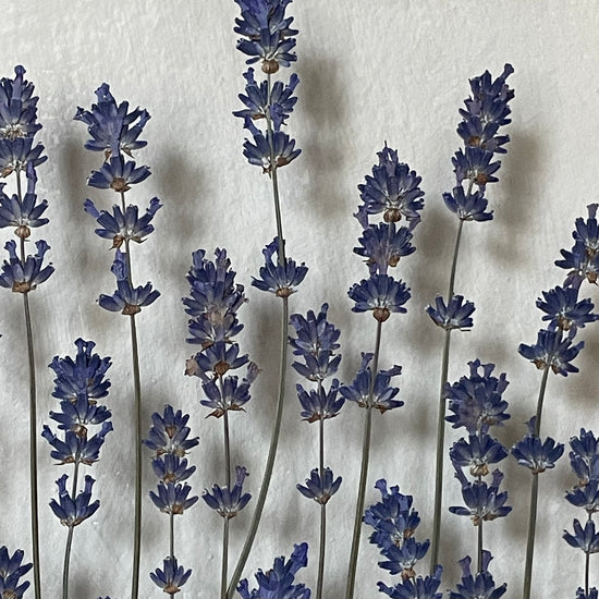 You are my lavender