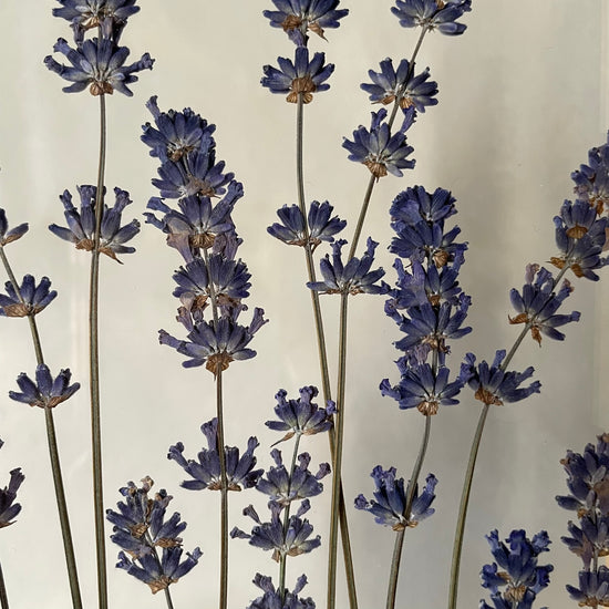 Purple and fragrant