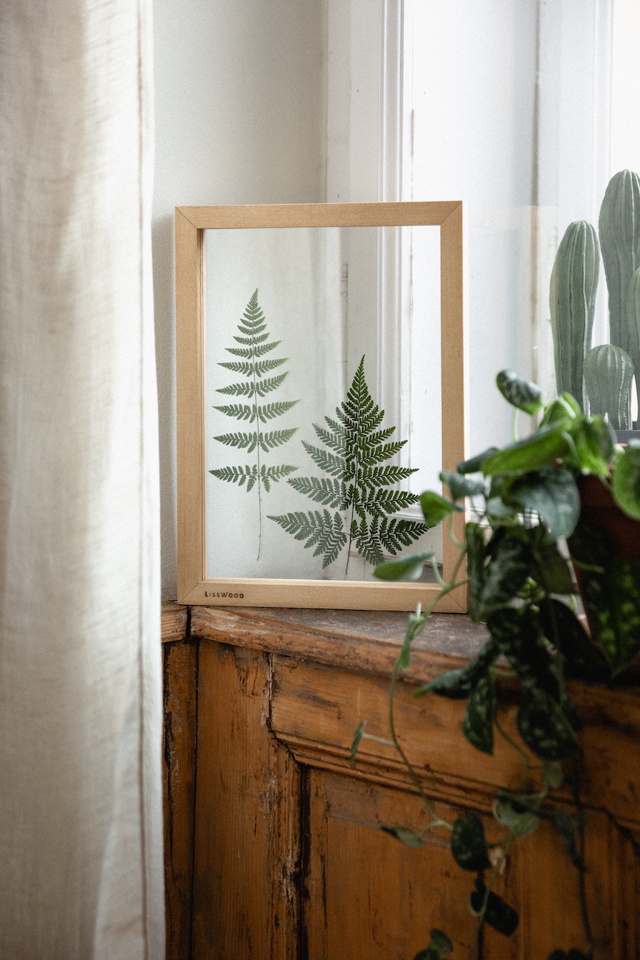 Ferns