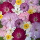 Spring party