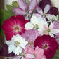 In the flower of tenderness