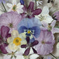 Tricolor symphony of flowers