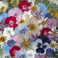 In the whirlwind of spring joy