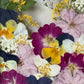 In the flower of tenderness