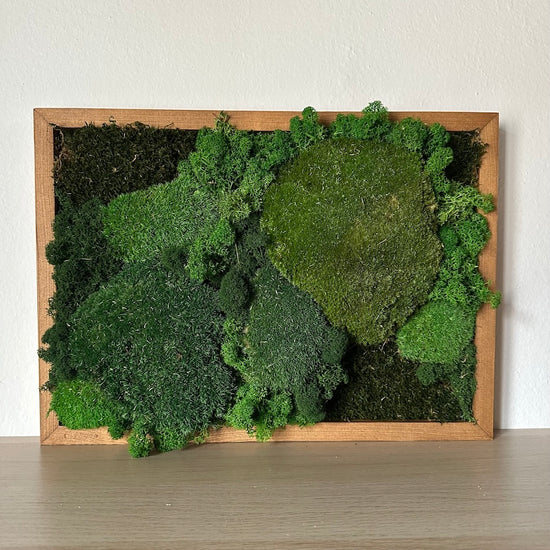 In a moss blanket