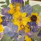 The delicacy of each flower
