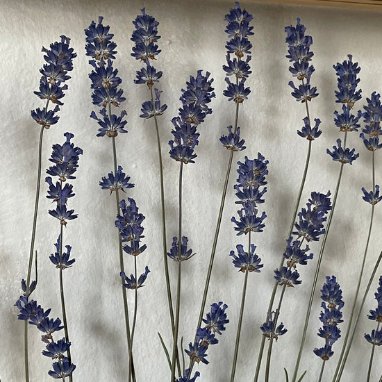 Lavender Valley