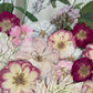 The bloom of pinkness