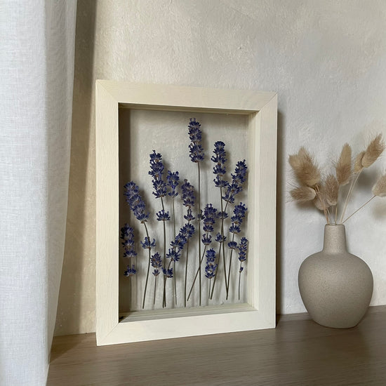 Singing lavender