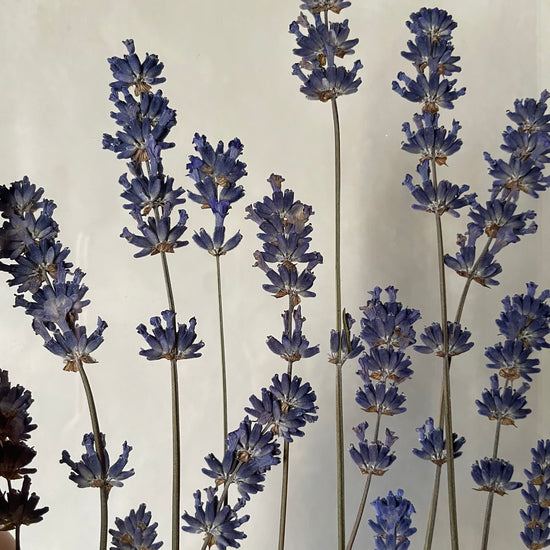 Singing lavender