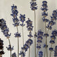 Singing lavender