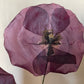 Poppy seeds