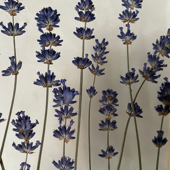 Purple lavenders