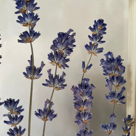 Postcards from Provence